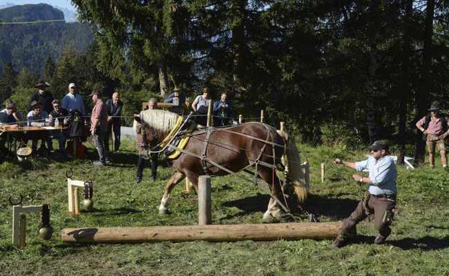 Zweites gemeinsames Herbstturnier von Holzrückern und Gespann-Fahrverein in Kriessern