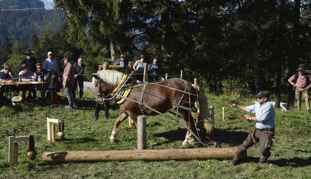 Faszination Holzrücken: Die Disziplin hat in den letzten Jahren deutlich an Beliebtheit zugelegt. Faszination Holzrücken: Die Disziplin hat in den letzten Jahren deutlich an Beliebtheit zugelegt.