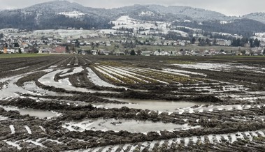 Dieses Feld in Marbach «sieht dramatischer aus als es ist»