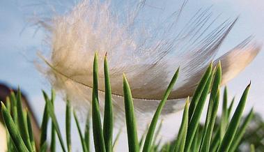 Wie der Wind 