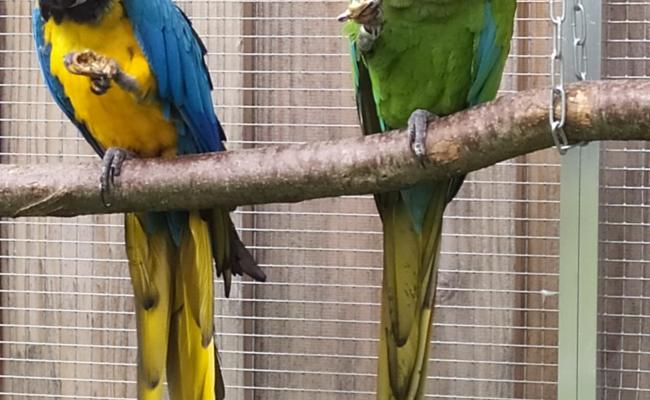 Stallschau des Ornithologischen Vereins
