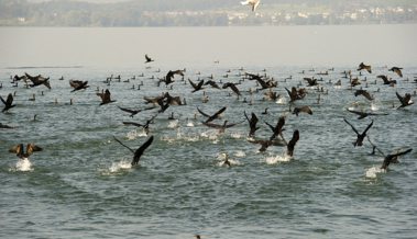 «Besser als die Patrouille Suisse» Kormoranschwärme am Bodensee geben derzeit zu reden