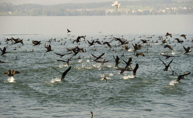 «Besser als die Patrouille Suisse» Kormoranschwärme am Bodensee geben derzeit zu reden