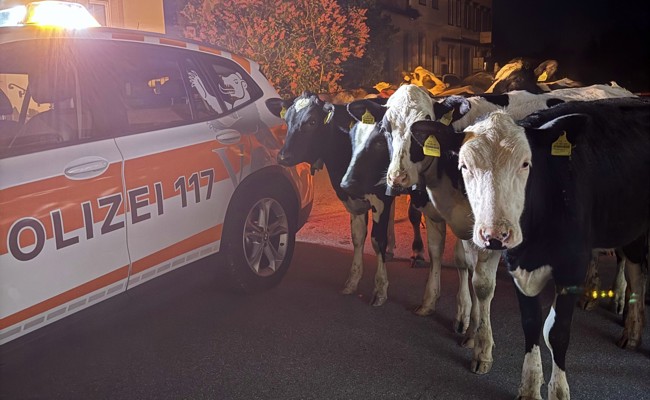 Ausgebüxte Kühe auf Nachtspaziergang durch Walzenhausen