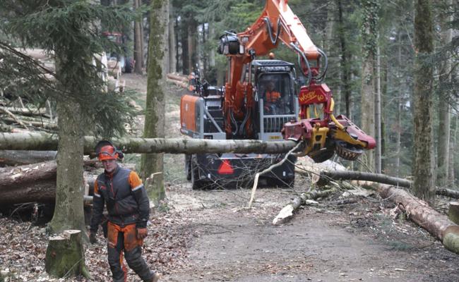 Gemeinsam den Wald pflegen