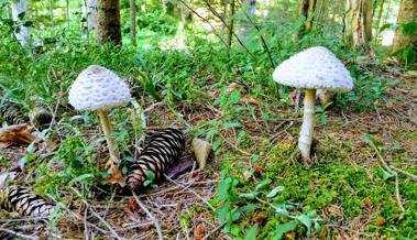 Trotz  Trockenheit spriesst manchenorts die Natur