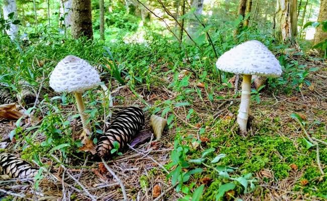 Trotz  Trockenheit spriesst manchenorts die Natur