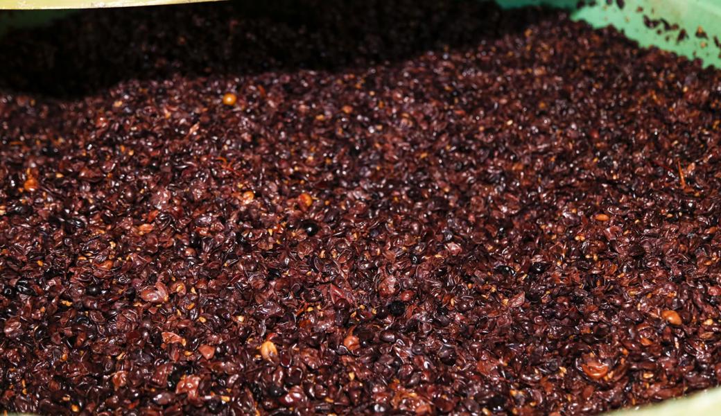 Der frisch gepresste Traubensaft bleibt in der Maische liegen und erhält dadurch Farbe und Geschmack.