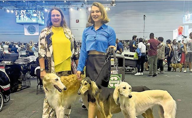 Windhunde vom Bodensee räumen an der «World Dog Show» ab