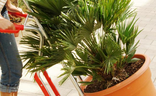 Gartentipp: Höchste Zeit!