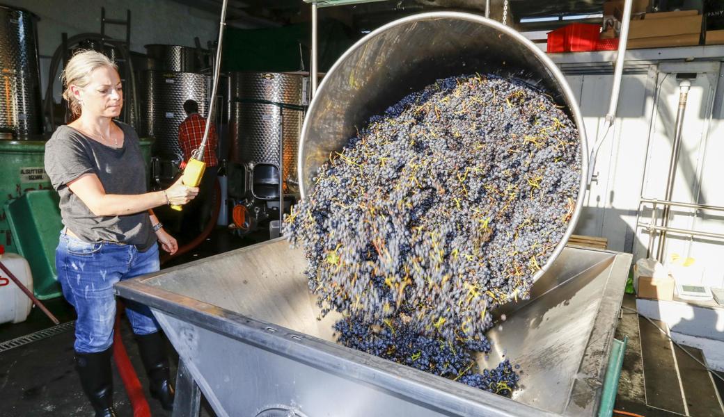 Rahel Schwyter führt die Trauben der Abbeermaschine zu; Saft und Maische werden in die Tanks im Hintergrund gepumpt.