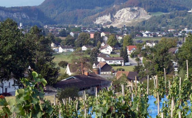 Ortsgemeinde lädt in den Rebberg ein