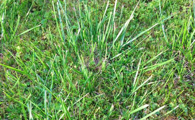 Garten: Hartnäckiges «Ungras»
