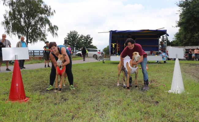 Windhunde jagen den falschen Hasen