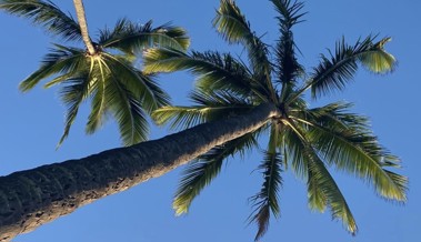 Gruss aus Honolulu: Während wir bibbern, sitzen andere in der Wärme