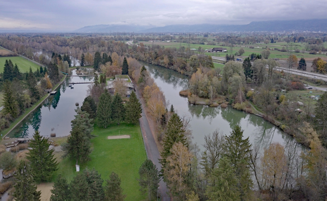 Holzschlag am Alten Rhein: 62 Bäume müssen weg