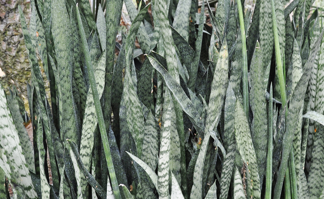 Schattenverträgliche Zimmerpflanzen können das Wohlbefinden und das Raumklima verbessern