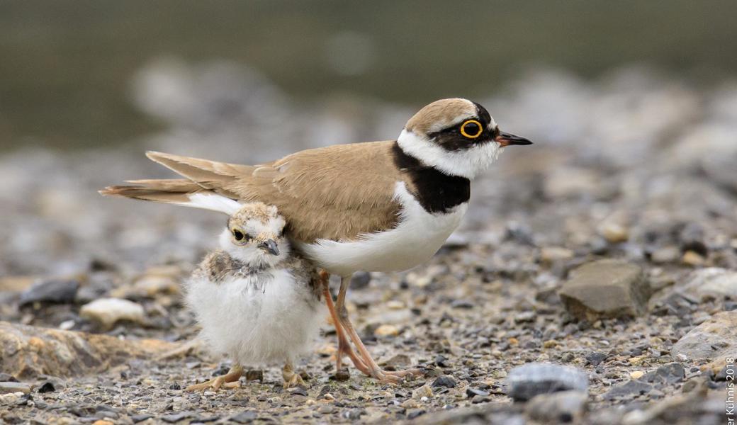 Ein seltener Anblick, mit grosser Brennweite auf sichere Distanz fotografiert: erfolgreich brütendes Flussregenpfeifermännchen mit Jungvogel an einem Nebengewässers des Rheins.