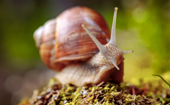 Von der Ballade «Der Hans im Schneckenloch»