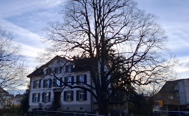 Die Friedauer-Linde an der Bahnhofstrasse trotzt seit mehr als 150 Jahren allen Gefahren