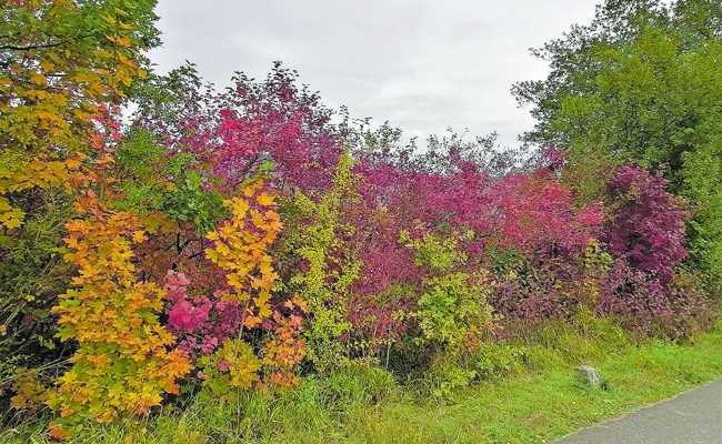 Gartentipp: Jetzt ist es Zeit, Wildhecken zu setzen, die für die Natur wichtig sind