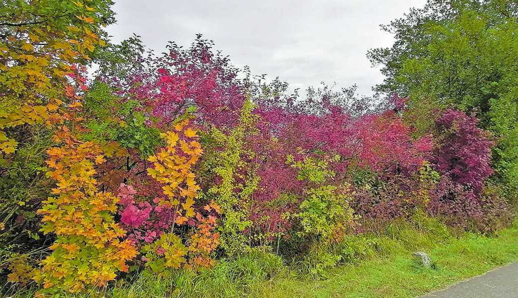 Eine Wildhecke ist nicht nur schön, sondern auch zweckmässig. Die prächtige Hecke steht am Klingnauer Stausee.