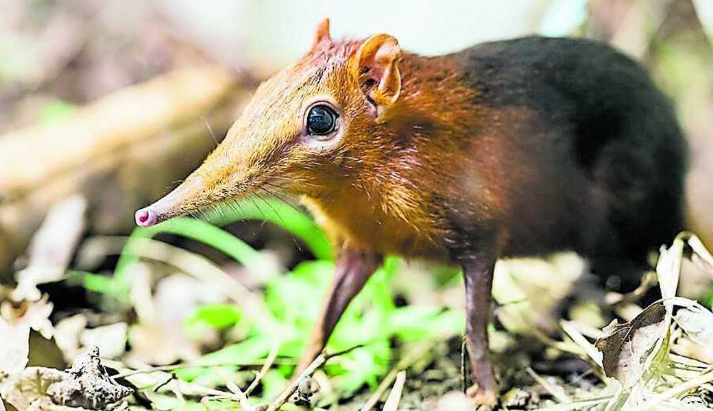 Rotschulter-Rüsselhündchen leben territorial. 