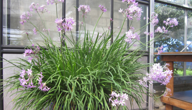 So gelingt der Anbau von Zimmerknoblauch – aromatisch, pflegeleicht und fast geruchlos