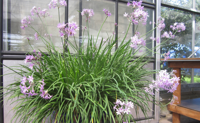 So gelingt der Anbau von Zimmerknoblauch – aromatisch, pflegeleicht und fast geruchlos