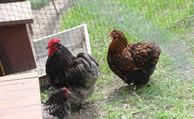 Die Jungtierschau in Bildern