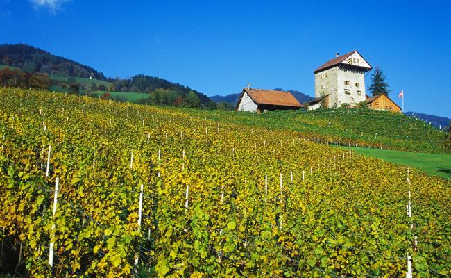 Ausstellung zum Weinbau im Museum Prestegg