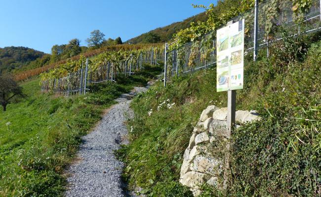 Platz für Natur im Rebberg