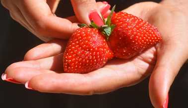 Jetzt ist die Zeit, um Erdbeeren für eine reiche Ernte zu pflanzen