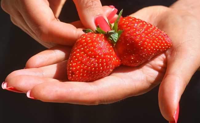 Jetzt ist die Zeit, um Erdbeeren für eine reiche Ernte zu pflanzen