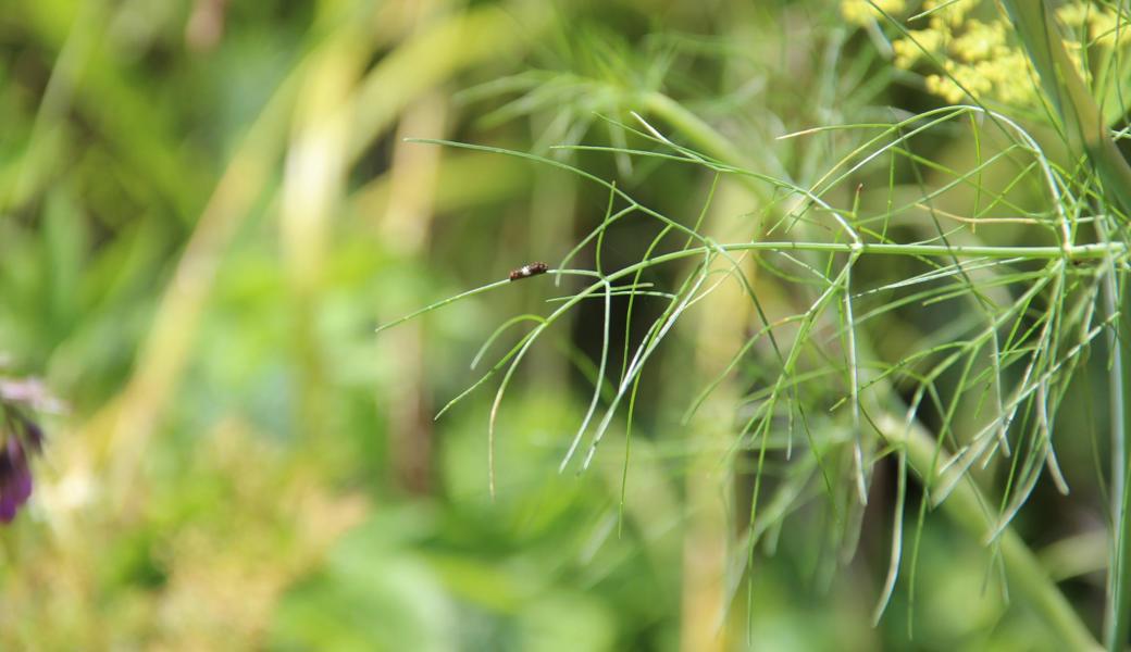 Auf dem Fenchel kriecht eine Schwalbenschwanz-Raupe. Gabriela Dietsche Goldener zieht sie in einem Aerarium gross; so ist die Raupe geschützt und kann zum Schmetterling werden. 