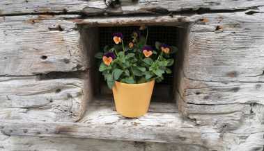 Es ist an der Zeit, Narzissen, Tulpen und andere Frühblüher einzupflanzen