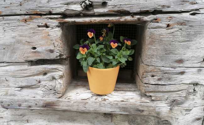 Es ist an der Zeit, Narzissen, Tulpen und andere Frühblüher einzupflanzen