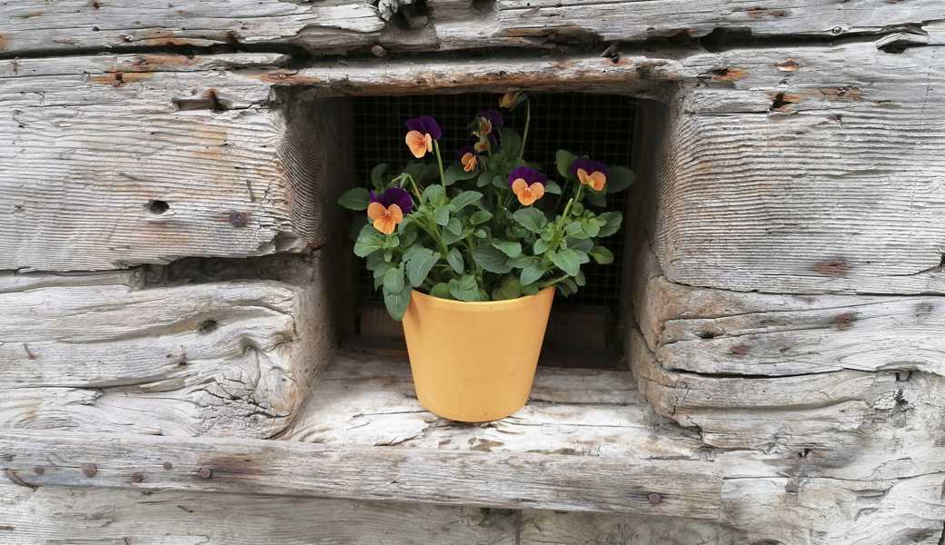Im Kellerfenster in einem alten Schragen im Engadin entdeckte ich dieses herrlich einfache Arrangement.