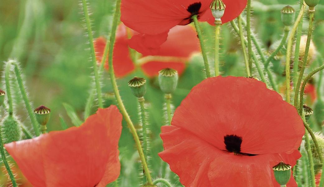 Wo finden wir zartere Schönheiten, als in der Pflanzenwelt? Klatschmohn am Feldrand bei Rebstein.