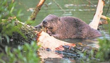 Bibers Welt: Der Böschachkanal