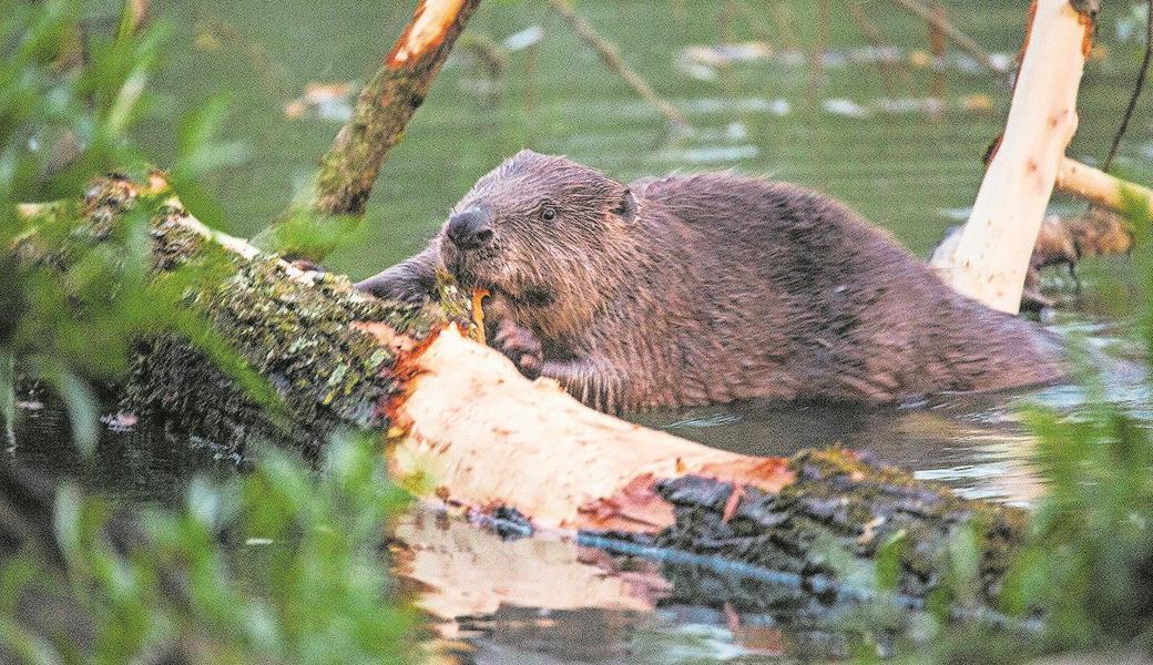 Biber waren in der Schweiz ausgerottet. Seit etwa 20 Jahren gibt es wieder Biber im Kanton St. Gallen. Biber sind Vegetarier und fressen mit Vorliebe Rinde, Gras und Kräuter.