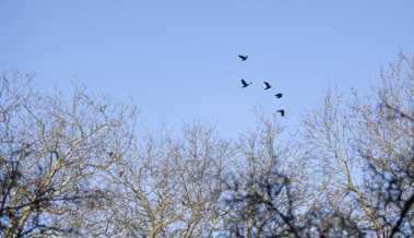 Schreckschüsse gegen Vogelfrass: Anlagen wirken, stören aber auch