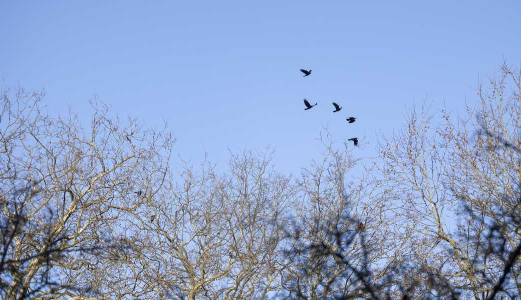 Für Krähen sind Biomaisfelder ein gefundenes Fressen, sofern die Vögel nicht erfolgreich abgeschreckt werden.