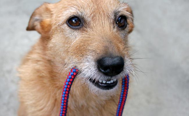 Altstätten löst kommunales Hundegesetz auf