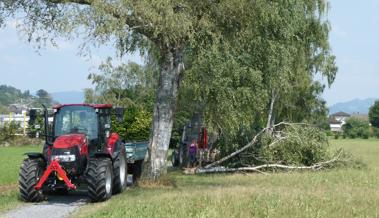 Blitz hat Birke gespalten