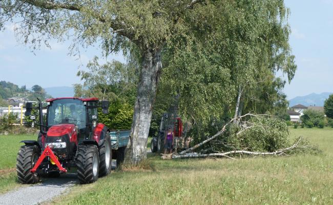 Blitz hat Birke gespalten