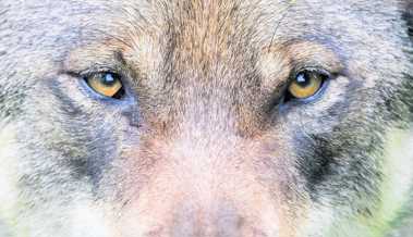 Abschussverfügung gegen Wolf im Weisstannental war rechtswidrig: Bundesgericht rüffelt St. Gallen