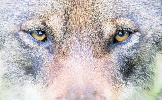 Abschussverfügung gegen Wolf im Weisstannental war rechtswidrig: Bundesgericht rüffelt St. Gallen