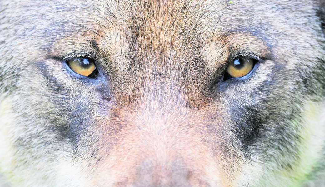 Die Verfügung für den Abschuss eines Wolfs im Weisstannental von 2023 gibt bis heute zu reden.