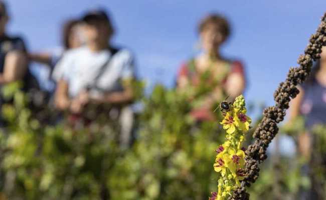 Exkursion von Pro Riet Rheintal: Biodiversität im Siedlungsraum